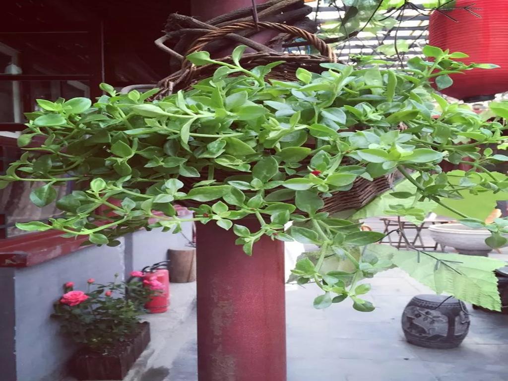 Three Legged Frog Hostel Peking  Buitenkant foto